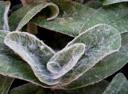 Close-up of the green and white Stachys Byzantina plant with leaves