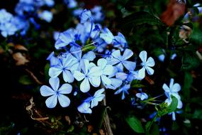Bluebush Plumbago Flowers