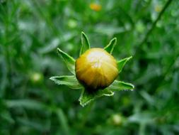 macro photo of fabulous Daisy Bud