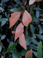 dead leaves of laurel tree close up