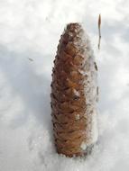 christmas tree pine cone at Winter