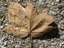 Water on Autumn Leaf