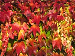Vine Autumn Color Fall