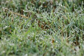 Wet Green Grass