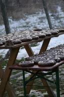 Winter Boudin frost