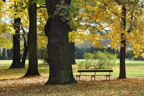 Park Autumn Trees