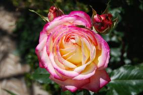 extraordinarily beautiful yellow pink Rosa Flower