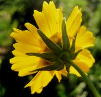 perfect Flower Daisy Yellow