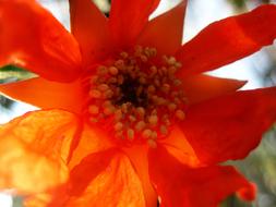 Flower Pomegranate