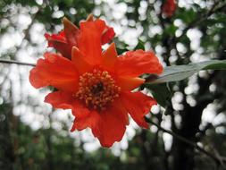 Bloom Orange close-up on blurred background