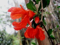 wonderful Flower Orange tree
