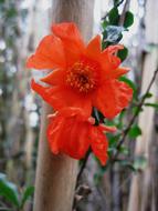 closeup photo of extraordinarily beautiful Orange Flower