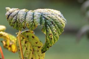 frozen plants close up on blurred background