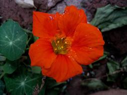 Nasturtium, top view of Orange flower