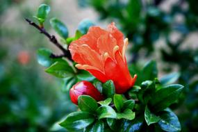 wonderful red Bloom Bud
