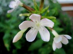 White Small Flowers in garden