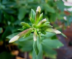 Flowers Buds White