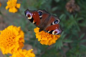 absolutely beautiful Butterfly and orange Flower