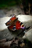 Butterfly Wings Flight