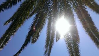 Close-up of the beautiful and colorful palm with leaves in sunlight, under the blue sky