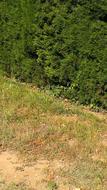 Beautiful landscape of the meadow with green plants