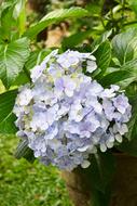 perfect Flowers Light Purple