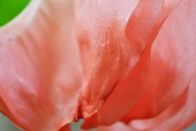 Big Flower Corn Shape