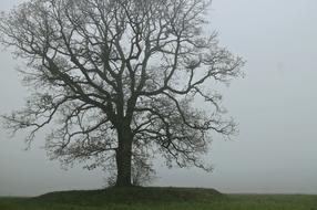 Tree at Fog Shadow