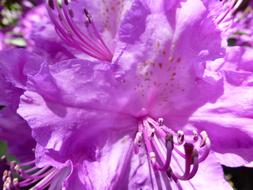 purple Blossom of Rhododendron, macro