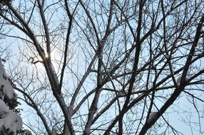 tree branches in winter close-up