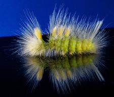 Caterpillar Hairy Prickly close-up on a dark mirror surface