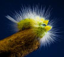 Caterpillar Hairy Prickly Close