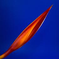 closeup photo of Strelitzia Blossom