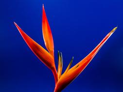 Strelitzia on a bright blue background