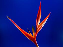 absolutely beautiful Strelitzia Blossom