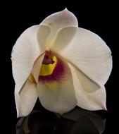 macro photo of wonderful Orchid Blossom