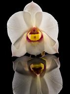 perfect Orchdee Blossom