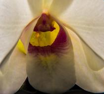 extraordinarily beautiful Orchdee Blossom