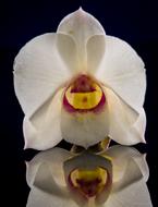 orchid flower with reflection