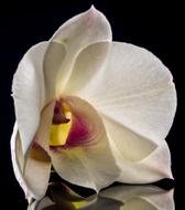 white orchid reflected on black background