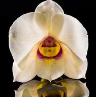 perfect Orchdee white Blossom