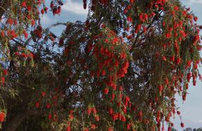 Tree Red