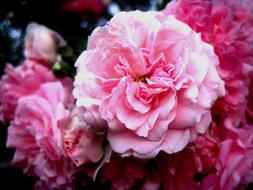 Pink Rose Rambler flowers