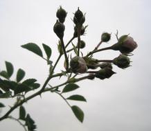 branch with rosebuds in a blurred background