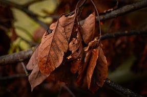 Dry Leaves Autumn on a branch in a blurred background