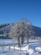 Winter Tree Snowy