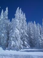 Winter Firs Snowy