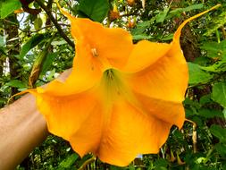 absolutely beautiful Yellow Angel