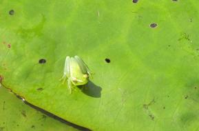 Close Up photo of Lily Pad Frog