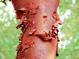 Bark Peeling Red close-up on blurred background